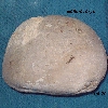 Echinocorys