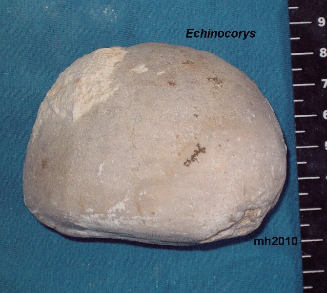 Echinocory