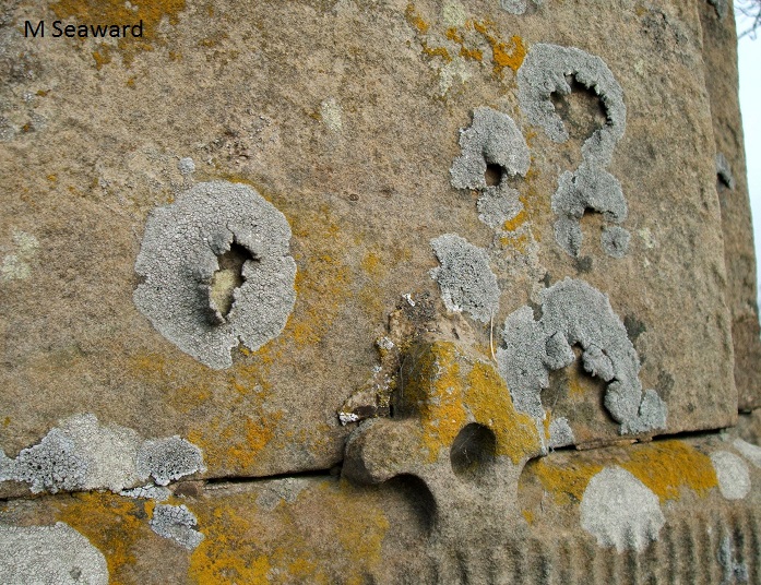 lichens in churchyards