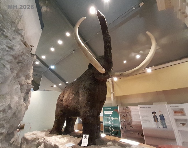hull museum mammoth