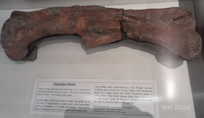 hull museum dinosaur bone