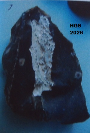 Black flint with fossil sponge inside